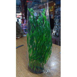 Planta Aqua Clean 117 Valisneria Spiralis