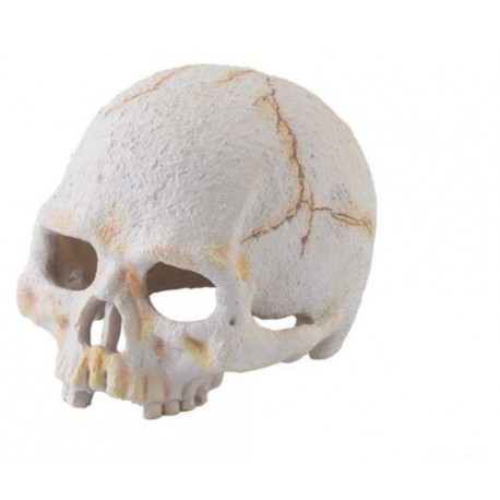 Adorno Exo Terra Calavera Primate