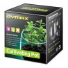 Dymax Recipiente de Cristal para Cultivo 5x7x8