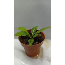 Planta Marble Queen con Maceta y Sustrato