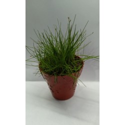 Planta Marble Queen con Maceta y Sustrato