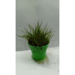 Planta Marble Queen con Maceta y Sustrato