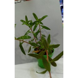 Planta Marble Queen con Maceta y Sustrato
