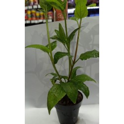 Planta Marble Queen con Maceta y Sustrato