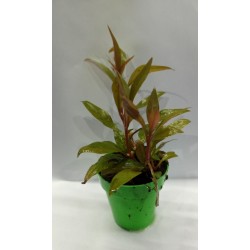 Planta Marble Queen con Maceta y Sustrato