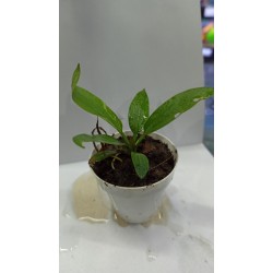Planta Marble Queen con Maceta y Sustrato