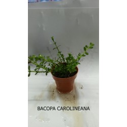 Planta Marble Queen con Maceta y Sustrato
