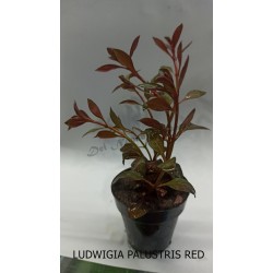 Planta Marble Queen con Maceta y Sustrato