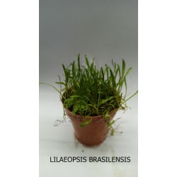 Planta Lilaeopsis Brasilensis Red con Maceta y Sustrato