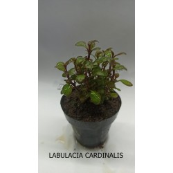 Planta Lilaeopsis Brasilensis Red con Maceta y Sustrato
