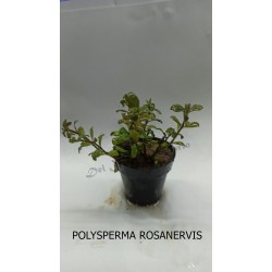 Planta Lilaeopsis Brasilensis Red con Maceta y Sustrato
