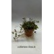 Planta Lilaeopsis Brasilensis Red con Maceta y Sustrato