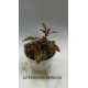Planta Lilaeopsis Brasilensis Red con Maceta y Sustrato
