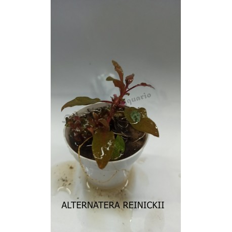 Planta Lilaeopsis Brasilensis Red con Maceta y Sustrato