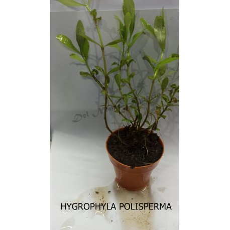 Planta Lilaeopsis Brasilensis Red con Maceta y Sustrato