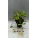 Planta Lilaeopsis Brasilensis Red con Maceta y Sustrato