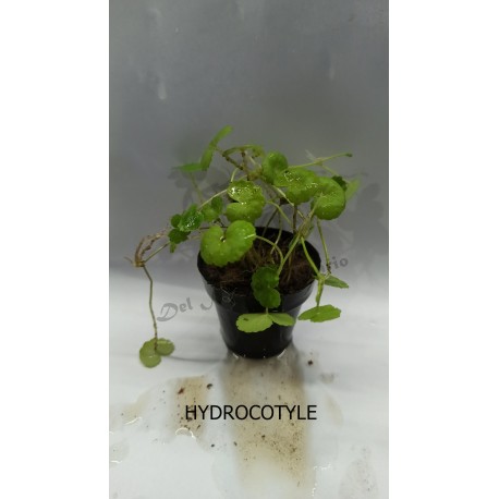Planta Lilaeopsis Brasilensis Red con Maceta y Sustrato