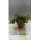 Planta Lilaeopsis Brasilensis Red con Maceta y Sustrato