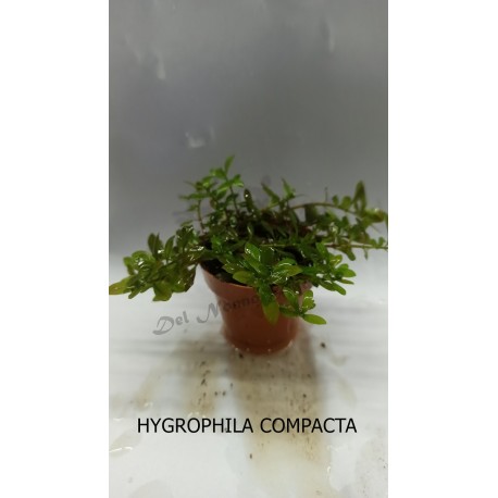 Planta Lilaeopsis Brasilensis Red con Maceta y Sustrato