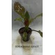 Planta Lilaeopsis Brasilensis Red con Maceta y Sustrato