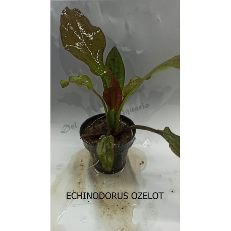 Planta Lilaeopsis Brasilensis Red con Maceta y Sustrato