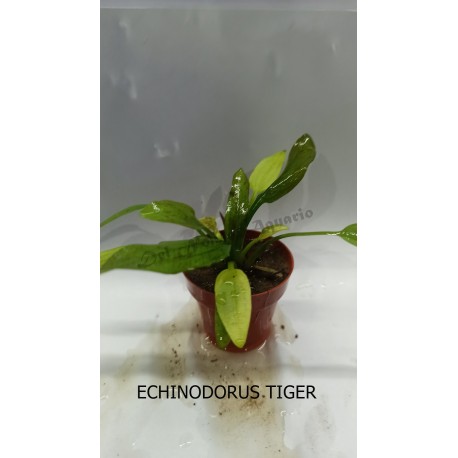 Planta Lilaeopsis Brasilensis Red con Maceta y Sustrato