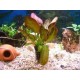 Planta Lilaeopsis Brasilensis Red con Maceta y Sustrato