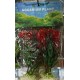 Planta RS Blister 10 cm x 2 unidades Artificial