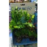 Planta Fluval Deco PP-1701 Artificial