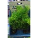 Planta Fluval Deco PP-1707 Artificial