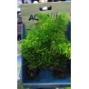 Planta Fluval Deco PP-1707 Artificial