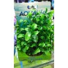 Planta Fluval PP-1643 Artificial