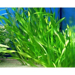 Planta Vallisneria Mediana