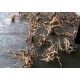 Raices de Azaleas (Azalea Root) x kilo