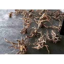 Raices de Azaleas (Azalea Root) x kilo