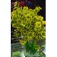 Planta Artificial Arbol 33 cm