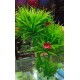 Planta Artificial Arbol 33 cm