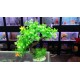 Planta Artificial Arbol de la Vida Grande 30 CM Verde Claro