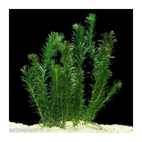 Planta Elodea Densa