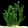 Planta Elodea Densa