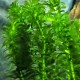Planta Elodea Densa