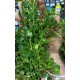 Planta Cardamine