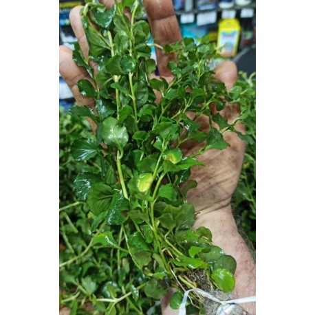 Planta Cardamine