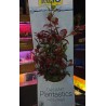 Planta Tetra 23 cm Artificial