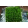 Planta Classica Cesped 25 x 25