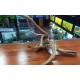 Raíz De Azalea Driftwood AZA-54 Tronco Acuario Decoracion Del Nonno