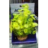 Planta Fluval PP-1721 Artificial