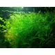 Planta Elodea Densa