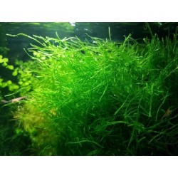 Planta Elodea Densa