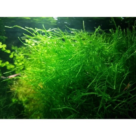 Planta Elodea Densa